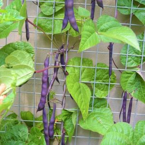 Purple Pole Bean Gardening Heirloom Seeds