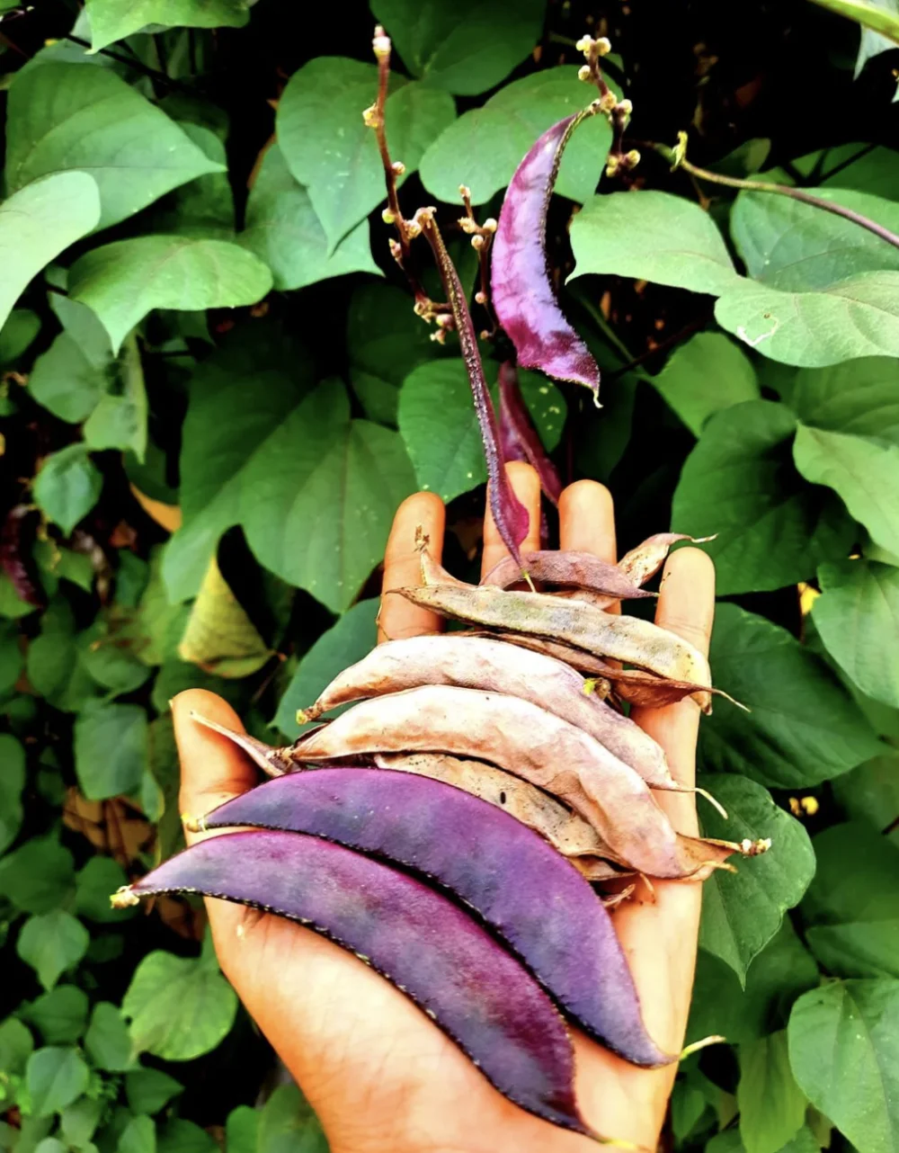 Purple Dolichos LabLab Gardening Seeds