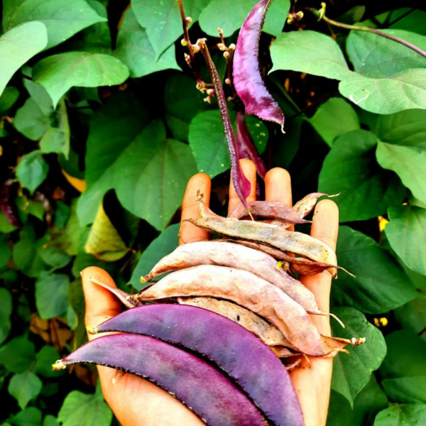 Purple Dolichos LabLab Gardening Seeds