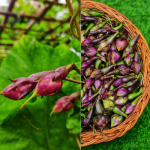 Heirloom Purple Clove Bean Gardening Seeds