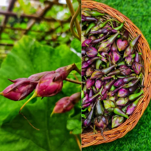 Heirloom Purple Clove Bean Gardening Seeds