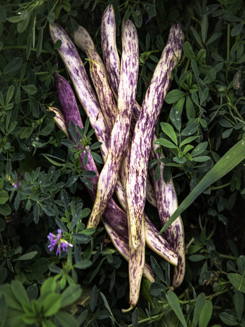 Dragon Tongue Bean seeds