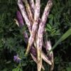 Dragon Tongue Bean Gardening Seeds