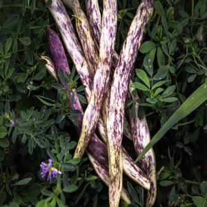 Dragon Tongue Bean Gardening Seeds