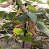 Lima Bean Gardening Seeds - Image 2