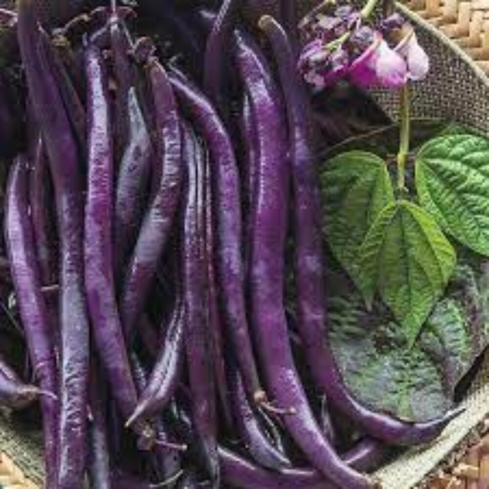 Purple Bush Bean heirloom Gardening Seeds