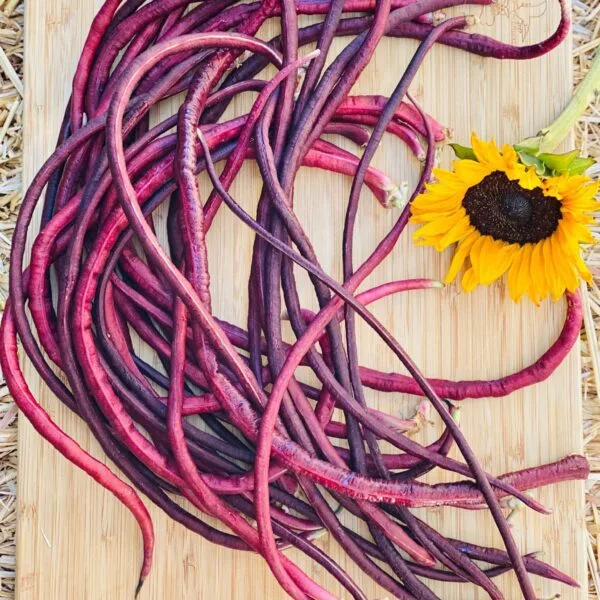 Red Yard Long Bean Gardening Seeds