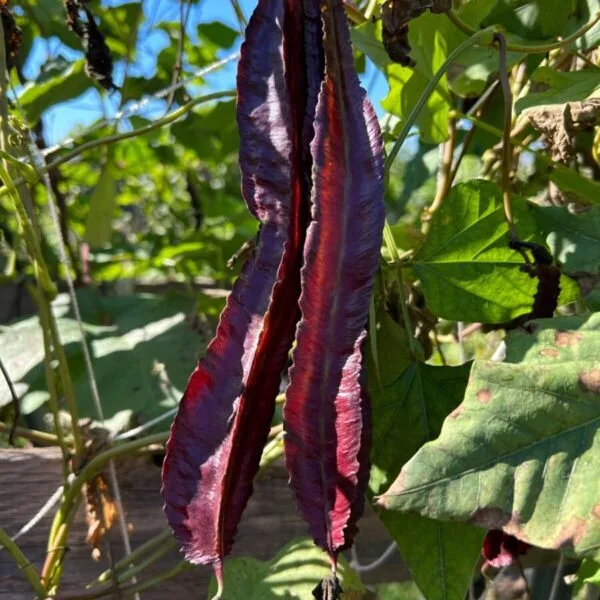 Purple winged bean heirloom gardening seeds