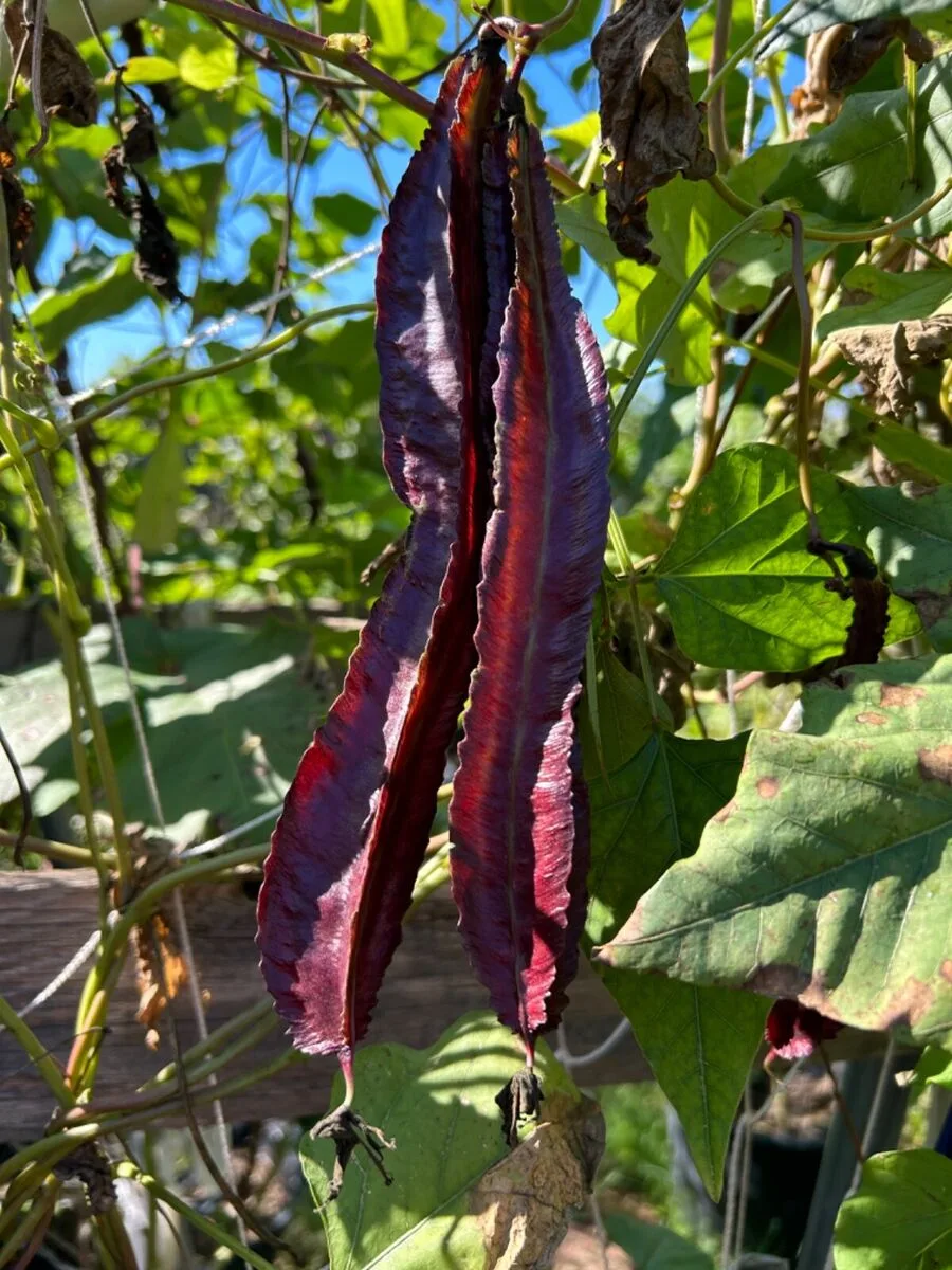Purple winged bean heirloom gardening seeds