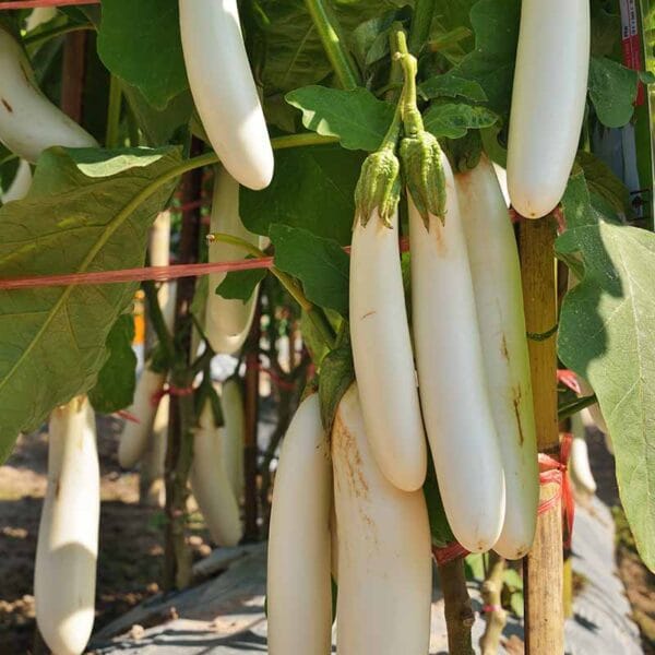 White Brinjal Long open Pollinated Seeds