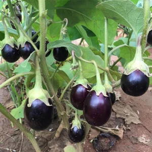 Open Pollinated Purple Cluster Brinjal Seeds