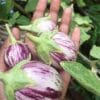 Purple Striped Brinjal Open Pollinated Seeds