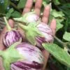 Purple Striped Brinjal Open Pollinated Seeds
