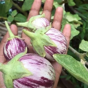 Purple Striped Brinjal Open Pollinated Seeds