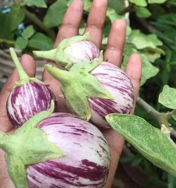 Purple Striped Brinjal Open Pollinated Seeds