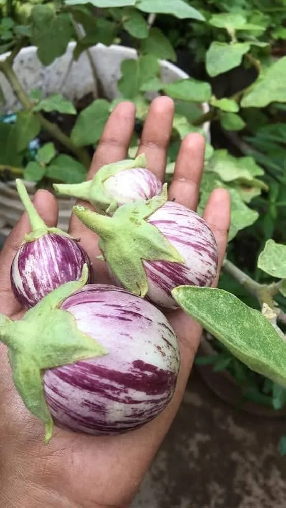Purple Striped Brinjal Open Pollinated Seeds
