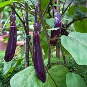 Purple long brinjal open pollinated organic seeds