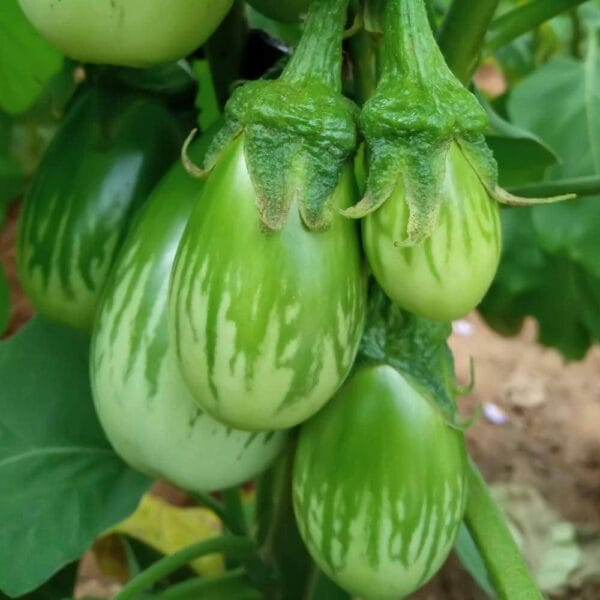 Dindigul Green Round Brinjal Seeds
