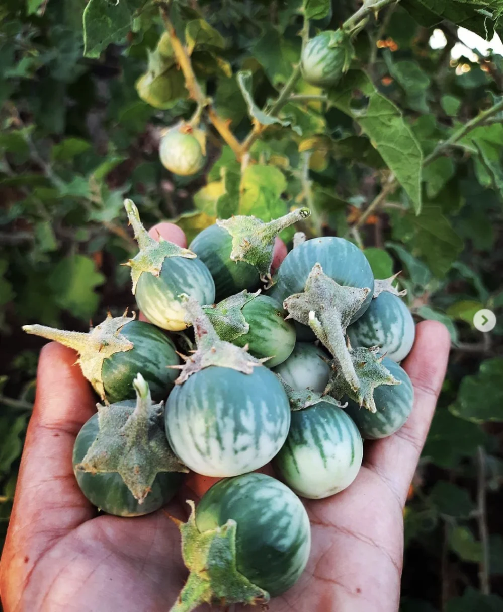 Local Thorn Brinjal Small seeds