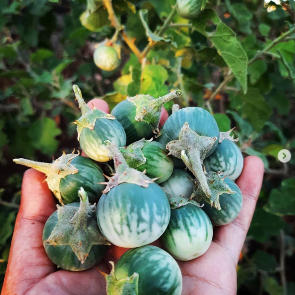 Local Thorn Brinjal Small seeds