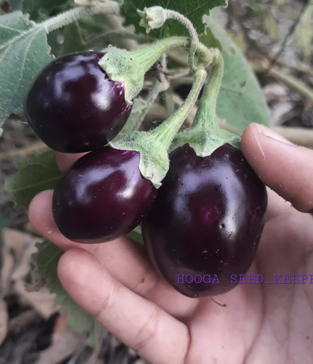 Open Pollinated Purple Cluster Brinjal Seeds - Image 2