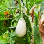 White Egg Brinjal open pollinated Seeds
