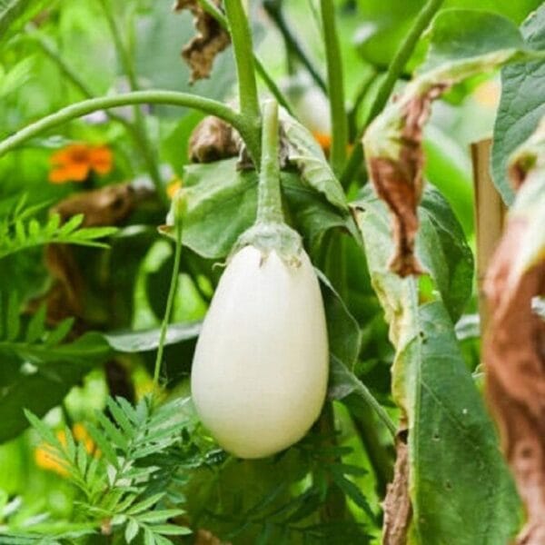 White Egg Brinjal open pollinated Seeds