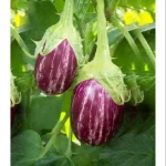 Sivagiri Purple Thorn Brinjal Seeds