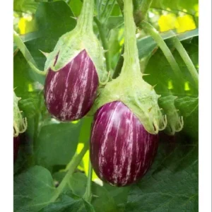 Sivagiri Purple Thorn Brinjal Seeds