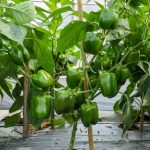 Organic Green Capsicum Gardening Seeds