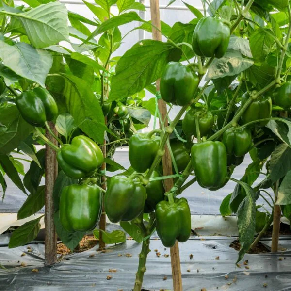 Organic Green Capsicum Gardening Seeds