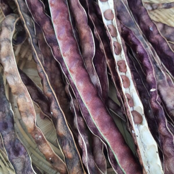Red Fibreless Cow pea heirloom seeds