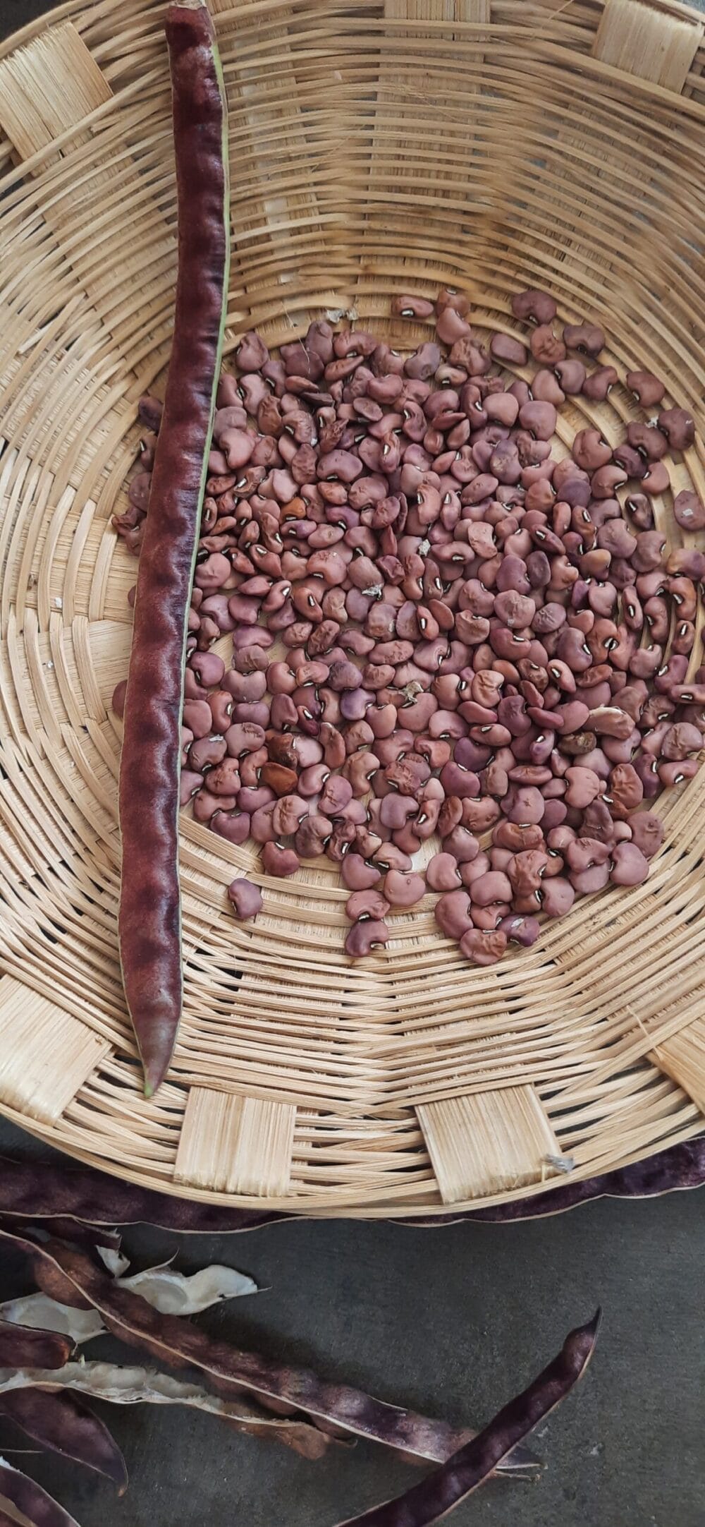 Red Fibreless Cow pea heirloom seeds - Image 3