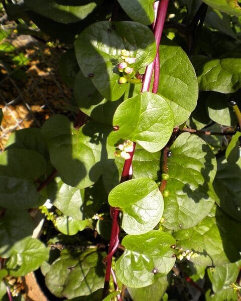 Red Stem Malabar Spinach Pasalai keerai seeds