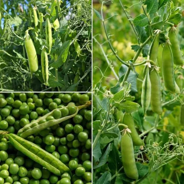 Green Peas vegetable Seeds