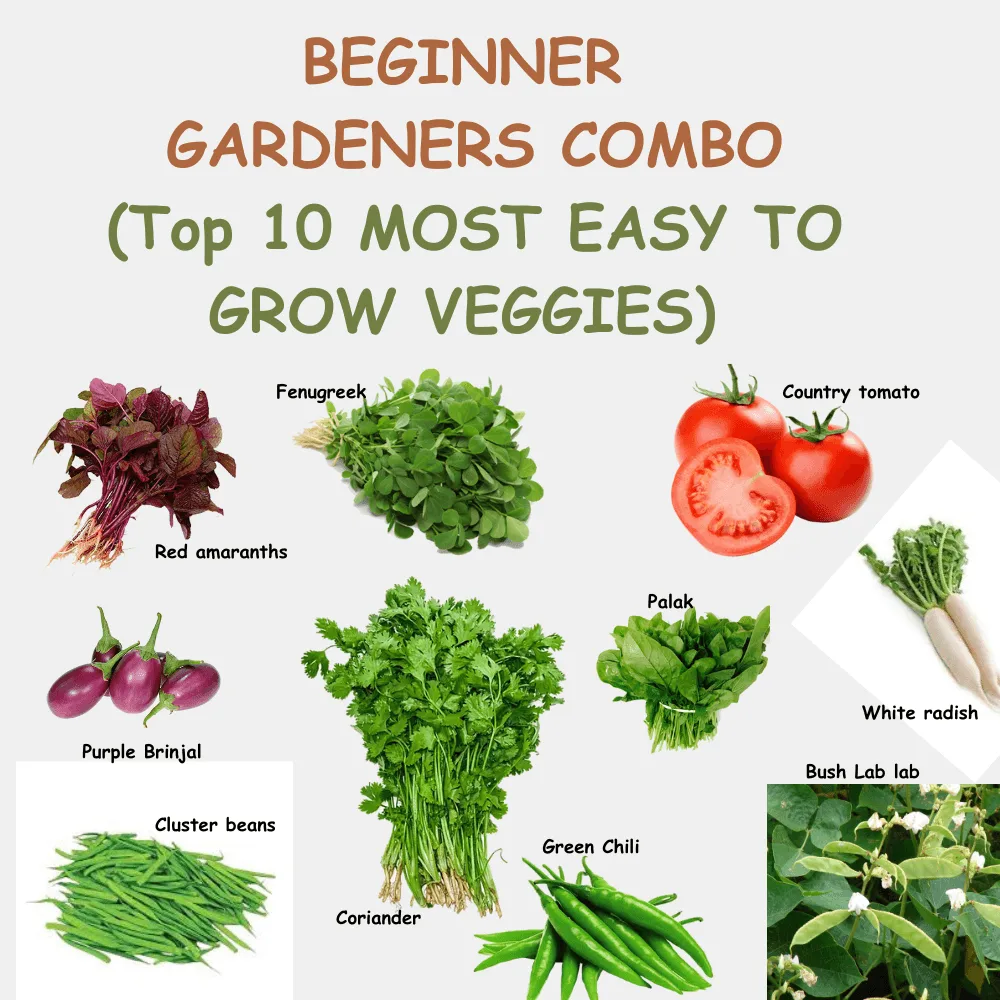Beginners Home Gardening Combo Seeds Pack
