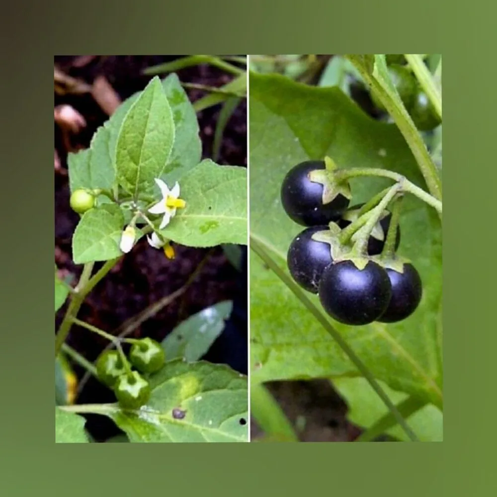 Black nightshade manathakkali keerai leafy vegetable seeds