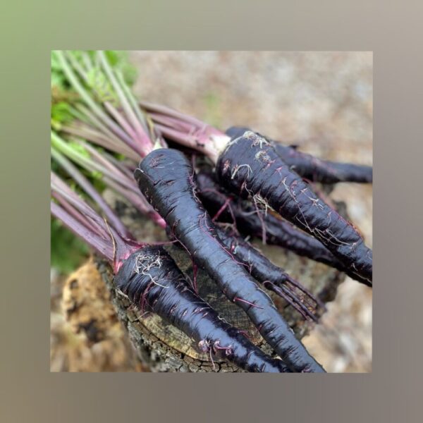 Indigenous Black Carrot gardening seeds