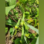 Clove Bean Green Gardening Seeds