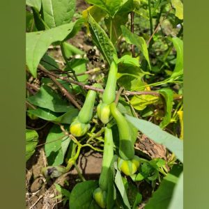 Clove Bean Green Gardening Seeds