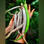 Indigenous Elephant Tusk Okra Seeds