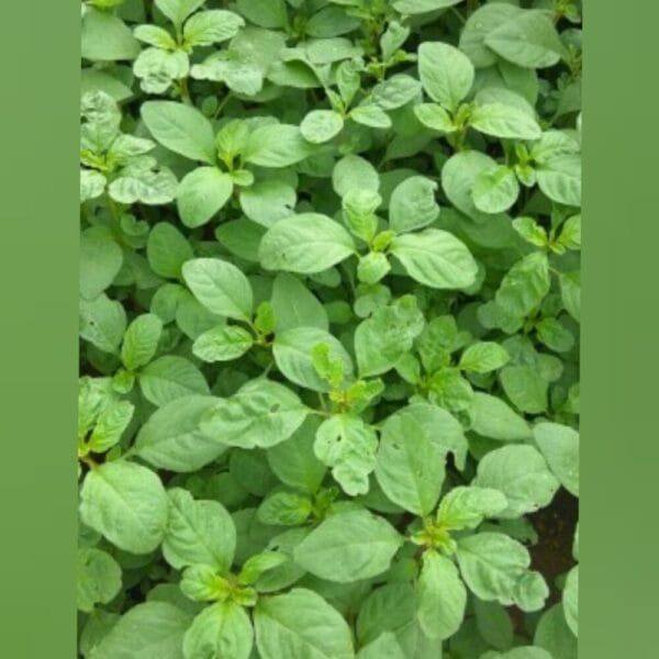 Green Sirukeerai - Small Green amaranthus seeds