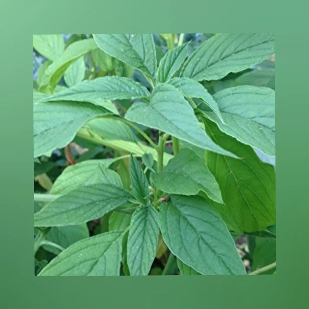 Green Thandukeerai Foxtail Amaranthus seeds