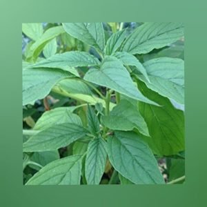 Green Thandukeerai Foxtail Amaranthus seeds