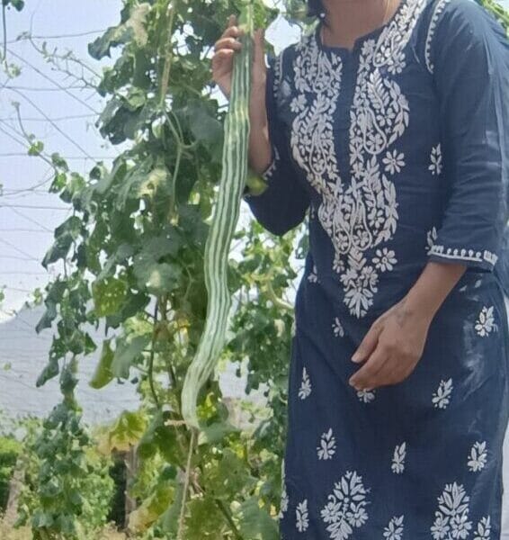 Snakegourd Green Long vegetable seeds