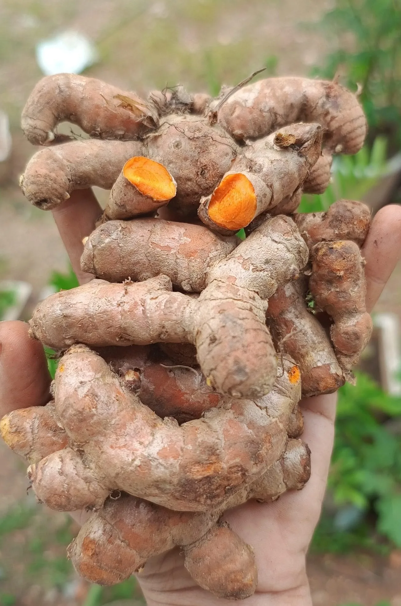 Native Lakadong Turmeric Rhizome Seeds