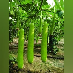 Bottlegourd Long op vegetable seeds
