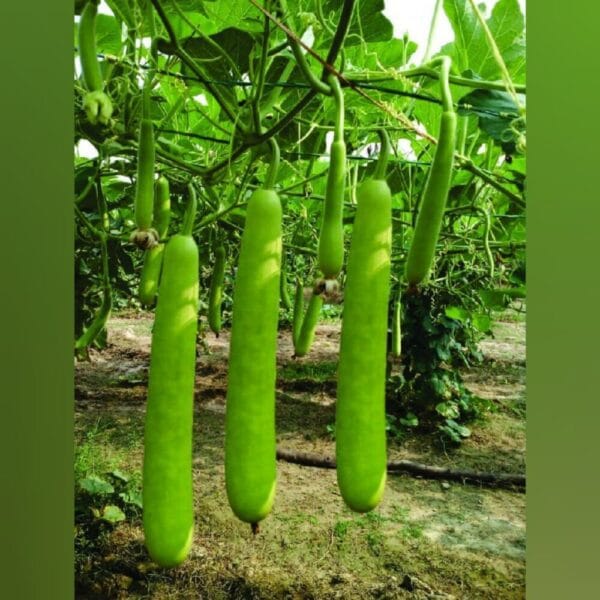 Bottlegourd Long op vegetable seeds