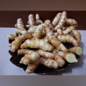 Mango Ginger Rhizome seeds