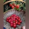 Heirloom Kum Kum Kesari Tomato seeds